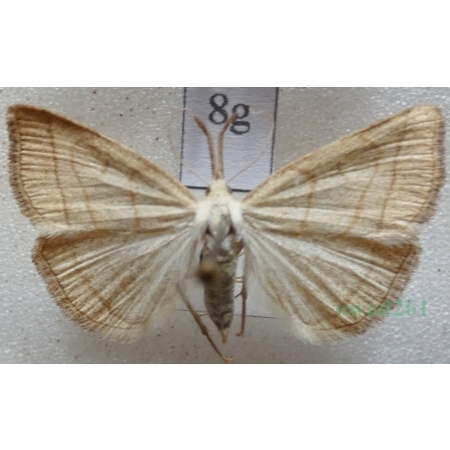 Polypogon tentacularia (Linnaeus, 1758) Szczękalica kleszczanka Czech8g